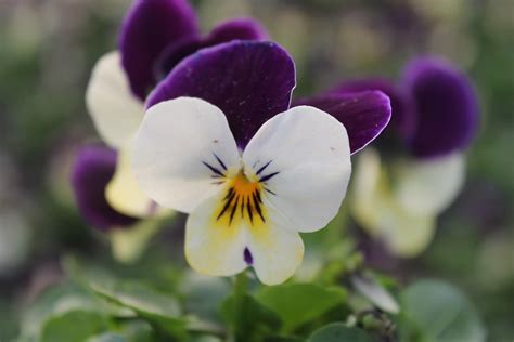 Viola Penny White Jump Up Valleybrook Gardens Ltd Flickr