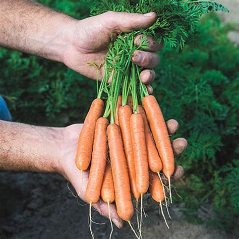 Adelaide Hybrid Carrot Gurney S Seed Nursery Co