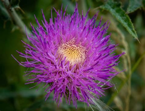 Custer SP Gallery - The Parks are Calling