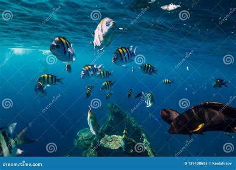 School Of Fishes Underwater Stock Photography | CartoonDealer.com #77091200