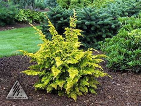 Chamaecyparis Obtusa Fernspray Gold Golden Fernspray Hinoki Cypress