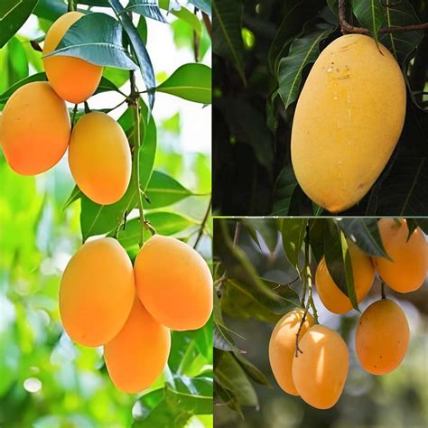 dejestqoo combo  alphonso mango tree hybrid amba mango plant grafted