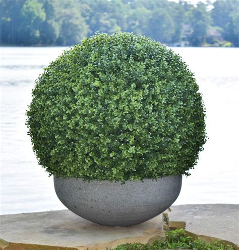 LavenderArts Artificial Indoor Outdoor Boxwood Ball, Faux Topiary Plant ...