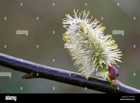 Pussy Willow Goat Willow Great Sallow Salix Caprea Blooming Mal Catkins Germany Stock