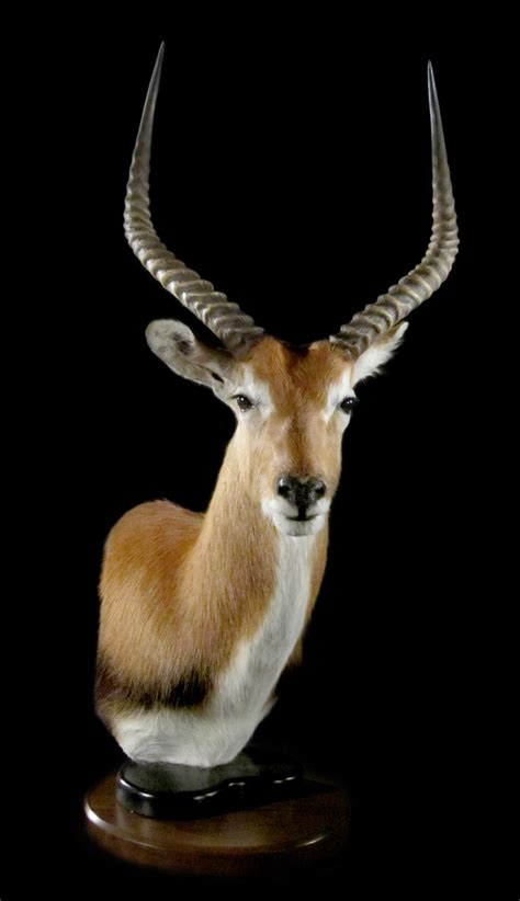 gallery africa african antelope animal artistry