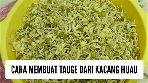 Cara Membuat Tauge Dari Kacang Hijau Youtube