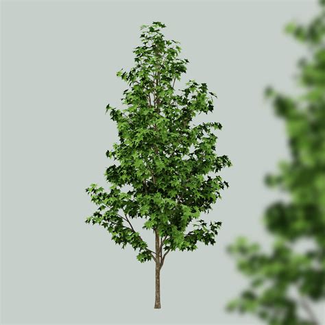 Chinese amberboom (Liquidambar formosana) - Bomenwebwinkel.nl