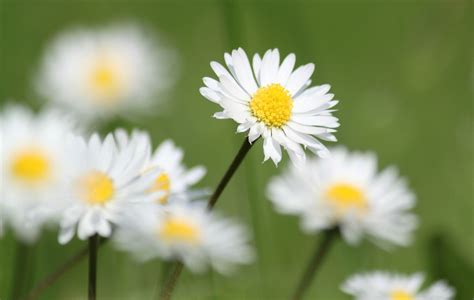 Kostenlose foto Natur blühen Weiß Feld Wiese Sonnenlicht Blume