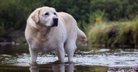 how to gain weight in dogs