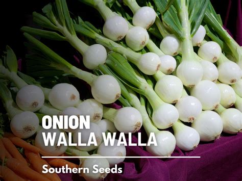 Onion Walla Walla 200 Seeds Heirloom Vegetable Best Tasting Onion Open