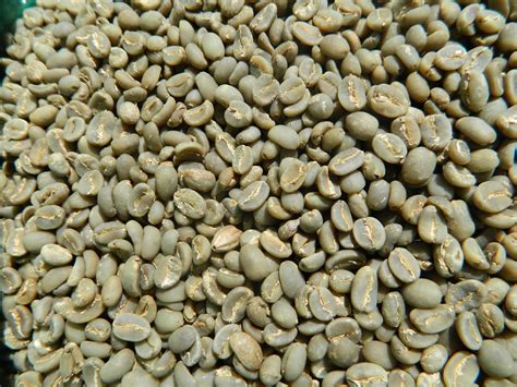 Java Organic Kayumas Taman Dadar Wet Hulled Coffee | Home Roast Coffee