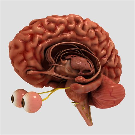 Brain 3D Model $19 - .max .unknown - Free3D