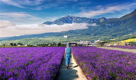 【2025】Can I see it in June and July? 7 Recommended Lavender Fields in ...