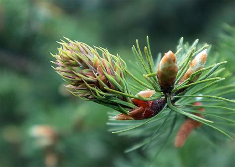 Псевдотсуга (104 фото) - фото - картинки и рисунки: скачать бесплатно