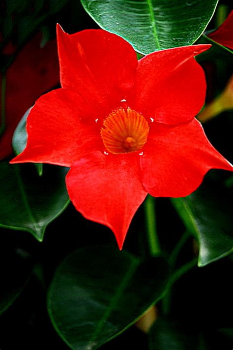 Mandevilla Sanderi Hemsl Woodson Brazilian Jasmine Lens Canon