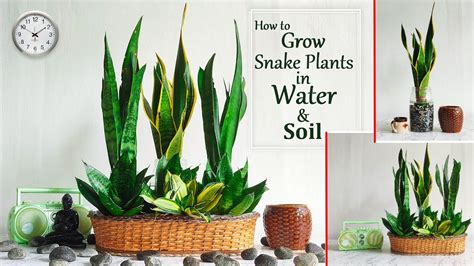 Amazing Snake Plant Arrangement Ideas Snake Plant Decoration Snake