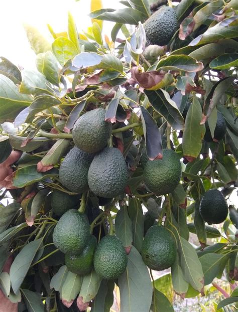 The Lamb Hass Avocado Tree A Profile Greg Alders Yard Posts