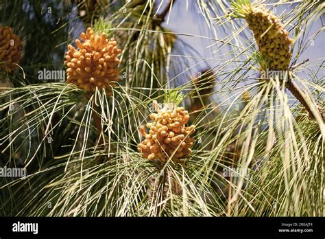 pine pollen in nature. pine pollen in nature outdoor. pine pollen on ...