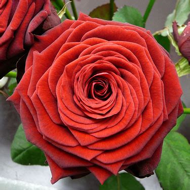 Чайно - гибридный -> "Розы Нью-Джерси"