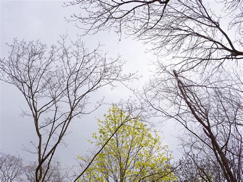 Trees Treetop Treetops - Free photo on Pixabay - Pixabay