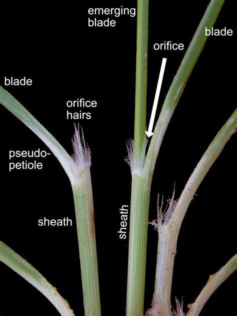 General Grass Terminology