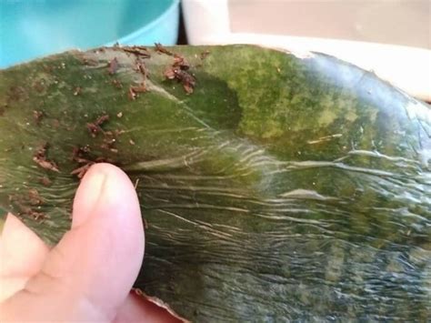 How To Fix Snake Plant Root Rot (Step By Step) - Garden For Indoor