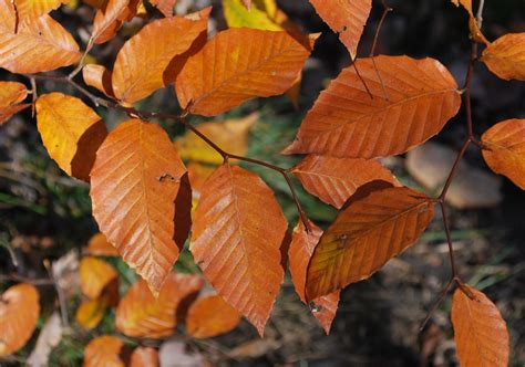 American Beech Woody Warehouse Nursery Inc Lizton In