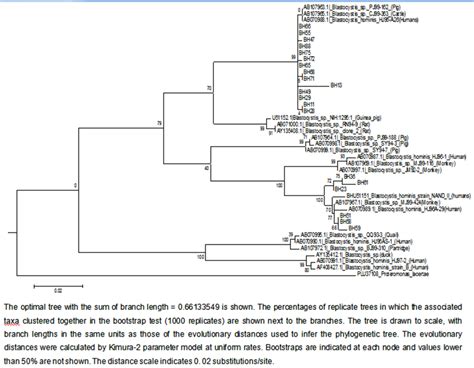 Phylogenetic Tree Of Blastocystis Sp Based On Ssurrna Gene Sequence