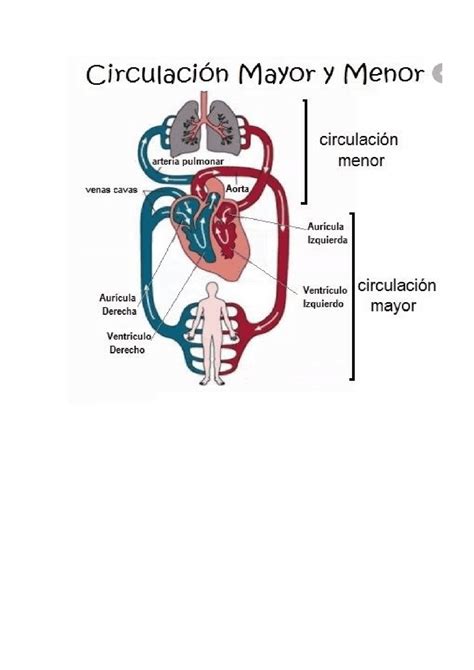 circulacion mayor  menor diapositivas de anatomia docsity