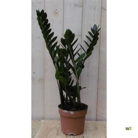 Kamerplant Zamioculcas Cm Warentuin Natuurlijk