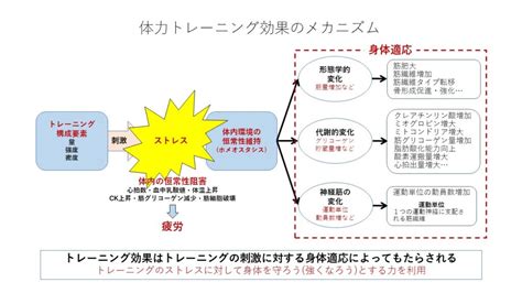 体力トレーニングの基礎理論（トレーニング科学入門⑦） 韋駄天ランニングアカデミー