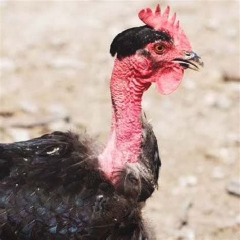 Witness The Elegance Of Naked Neck Chickens Learn More In Video Turken Turkey Bird Tattoo