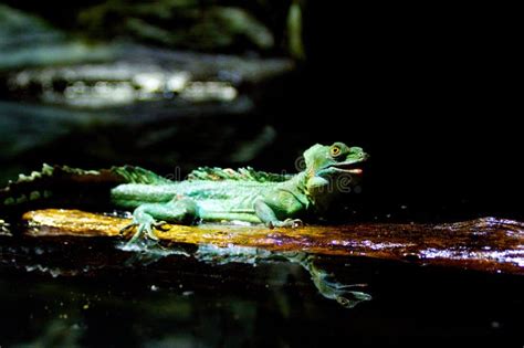 Naked Mole Rats Stock Image Image Of Desert Africa