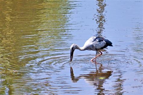 Bentota Beach River Mangroves Lagoon Wildlife Tour GetYourGuide