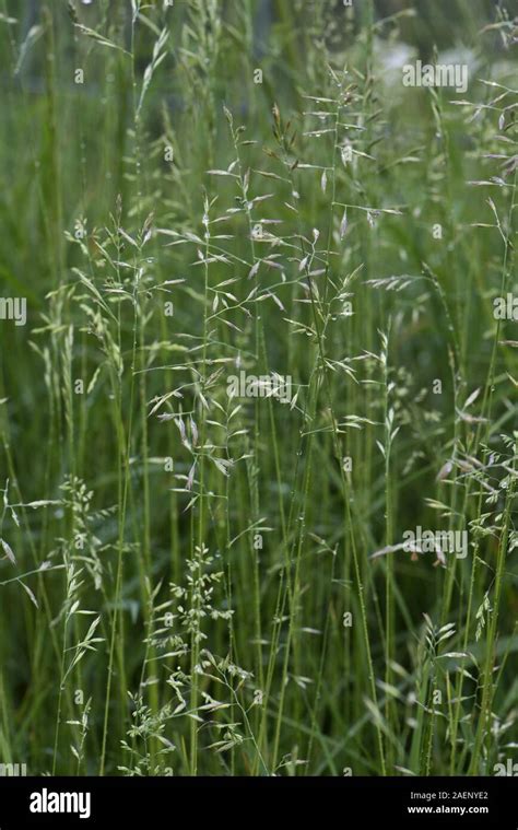 Meadow Fescue Festuca Pratensis Flowering Inflorescences Wet After Rain In Pasture With Other