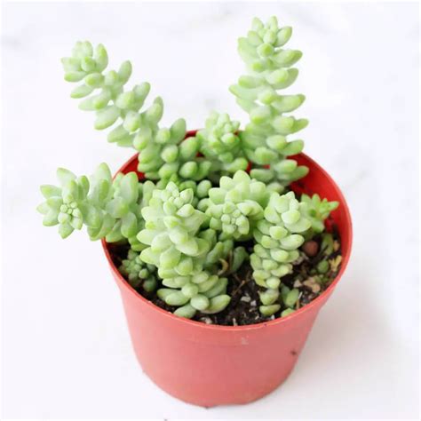 11 Pet Safe Succulents (With Pictures)| Succulents Network