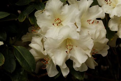 Rhododendron Unique Kilmarnock Nurseries