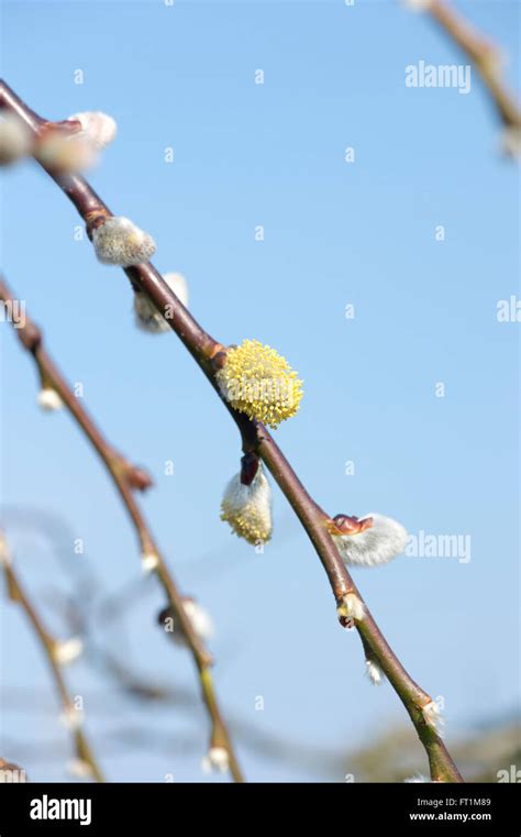 Salix Caprea Pendula Weeping Pussy Willow Catkins Kilmarnock Willow Catkin Against Blue Sky