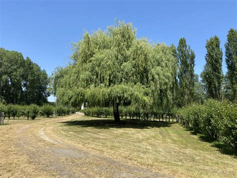 Camping Le Marais Sauvage Le Mazeau Marais Poitevin