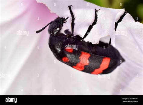 Chinese Blister Beetle Hi Res Stock Photography And Images Alamy