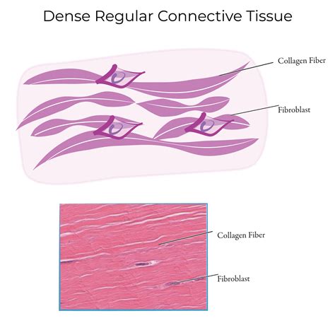 Dense Connective Tissue Diagram
