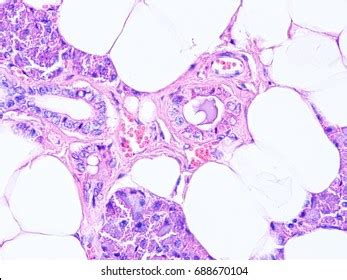 Histology Human Salivary Gland Tissue Show Stock Photo