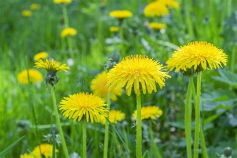 Цветок одуванчика Жизненный цикл одуванчика Этапы развития одуванчика ...