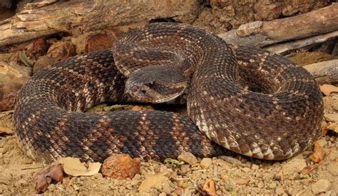 10 Facts about the Rattlesnake