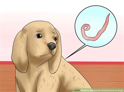 How To Diagnose Hookworms In Dogs 12 Steps With Pictures