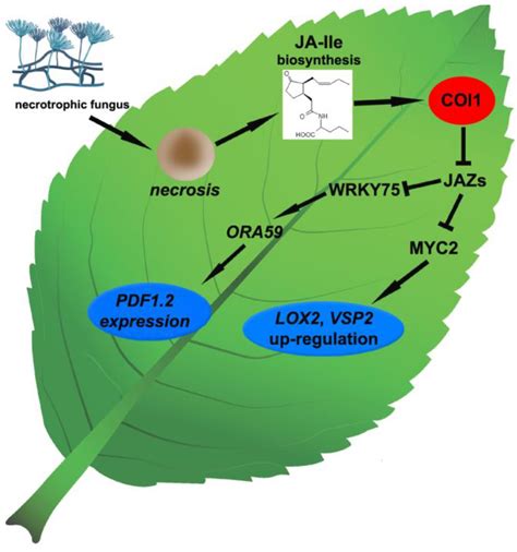 Cells Free Full Text Jasmonic Acid As A Mediator In Plant Response