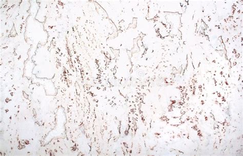 natural texture cork stock photo image  skin cork