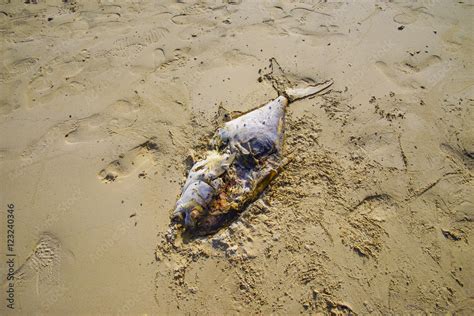 Death fish on the beach, global warming extinction Stock Photo | Adobe ...