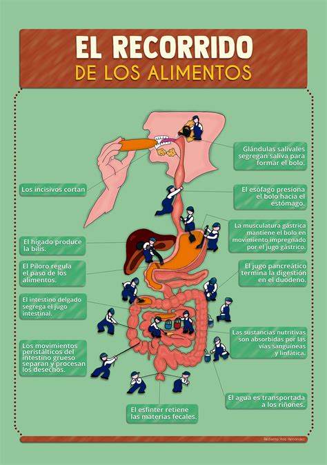 El Recorrido de los alimentos :: Behance