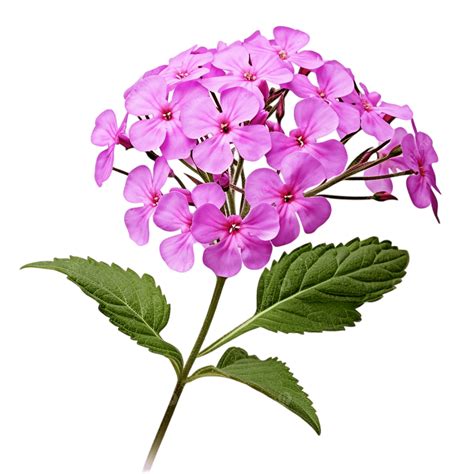 Pink Flower Phlox PNG, Vector, PSD, and Clipart With Transparent